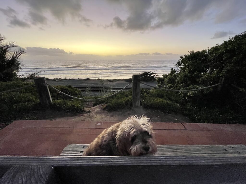 Sea Grove Park, Del Mar, California, dog on bench, ocean in the background